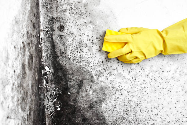 Best Mold Testing  in National Harbor, MD