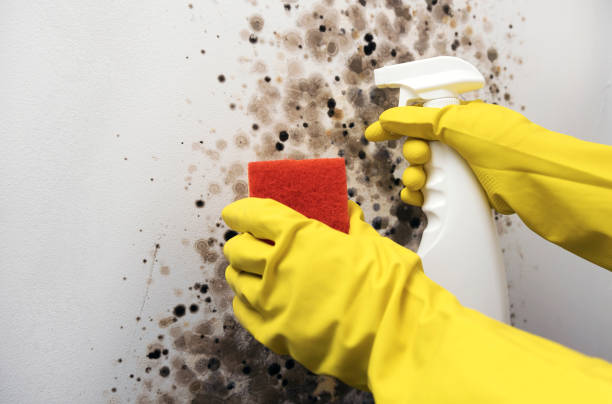 Best Mold Testing  in National Harbor, MD