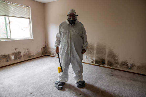Trusted National Harbor, MD Mold Removal Experts