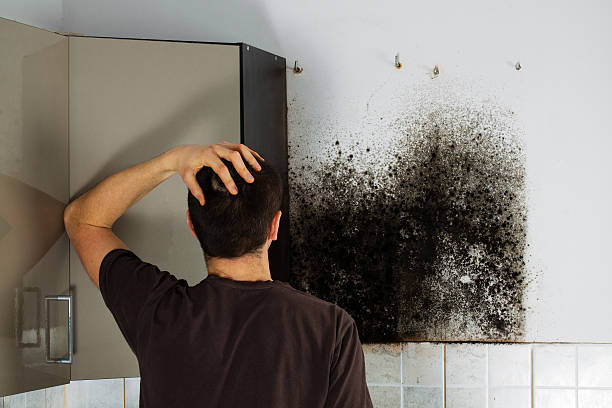  National Harbor, MD Mold Removal Pros